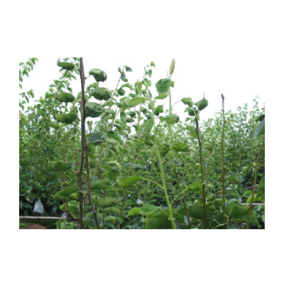 피해 증상(잎이 위로 말림)