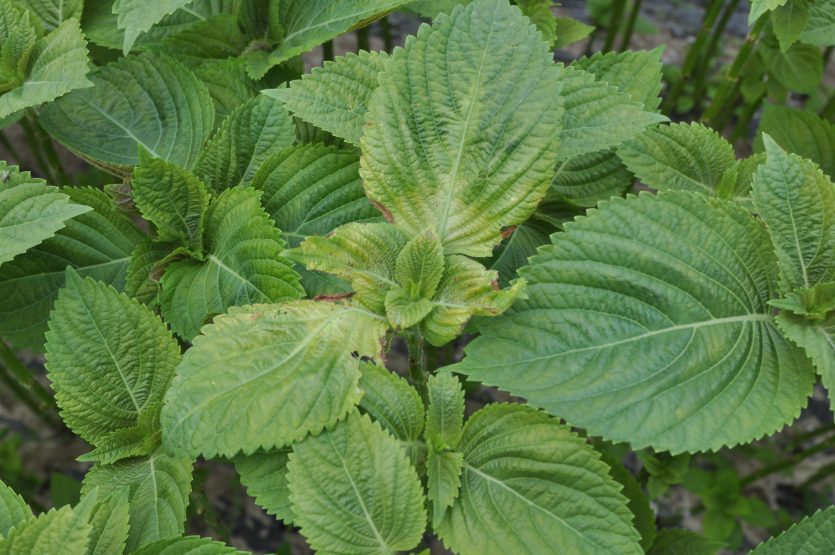 중기(황화, 부분괴사)