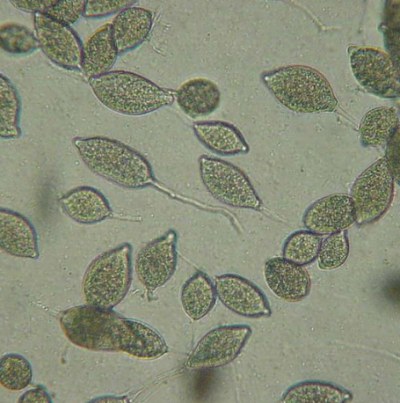 병원균(P. capsici 유주자낭)