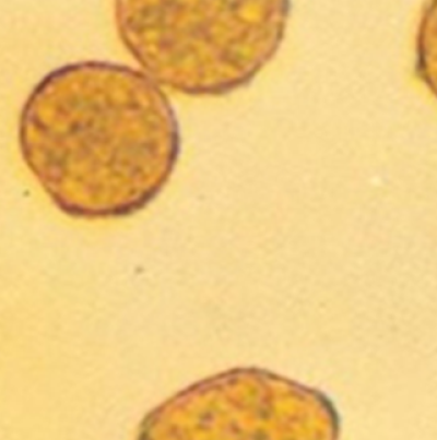 병원균(수포자)  