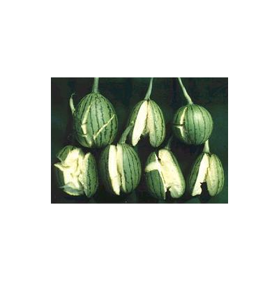 과실 비대기 열과