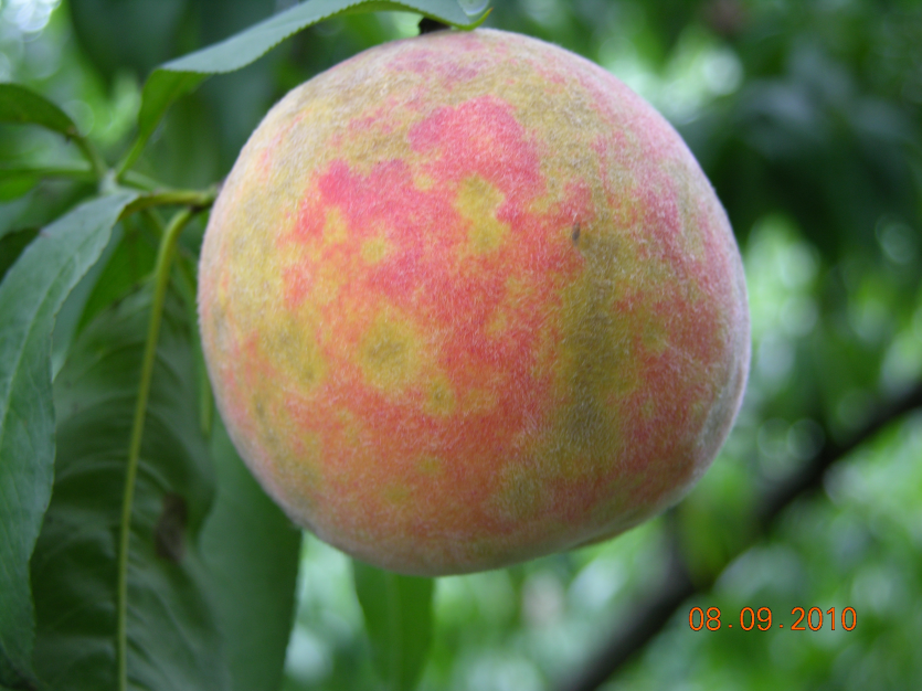 약해(균열 증상)와 그을음 증상 혼재 