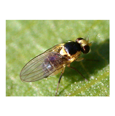 아메리카잎굴파리 성충