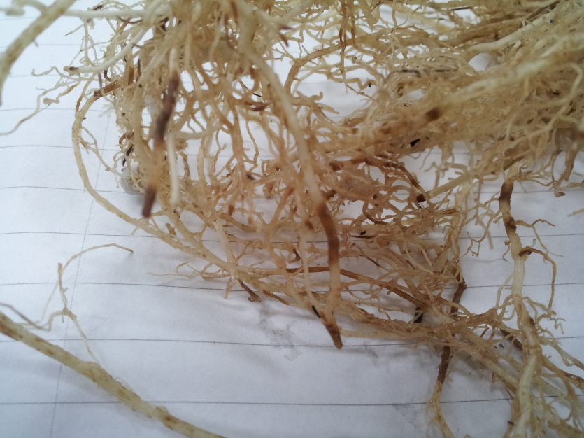 초기(뿌리 일부 갈변)