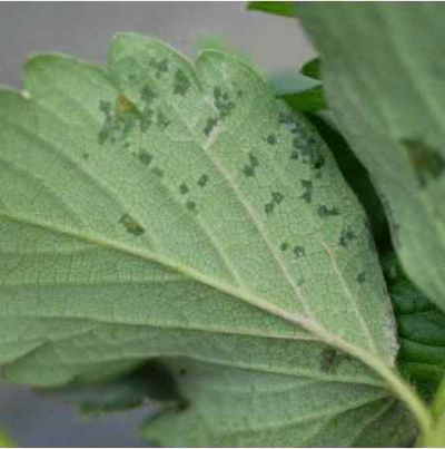   초기 잎 뒷면 증상 