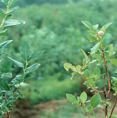 황화 및 생육부진(좌 : 정상, 우 : 결핍)