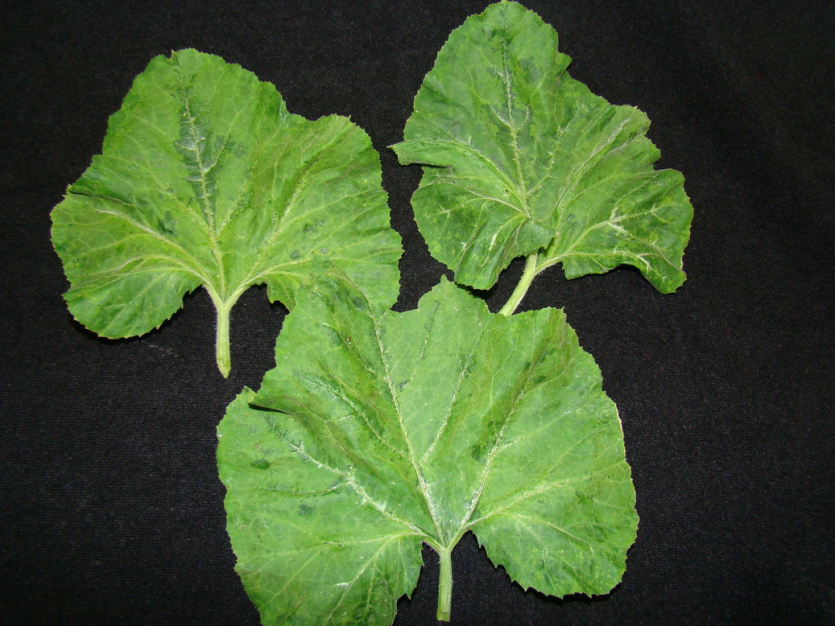  잎의 모자이크 증상