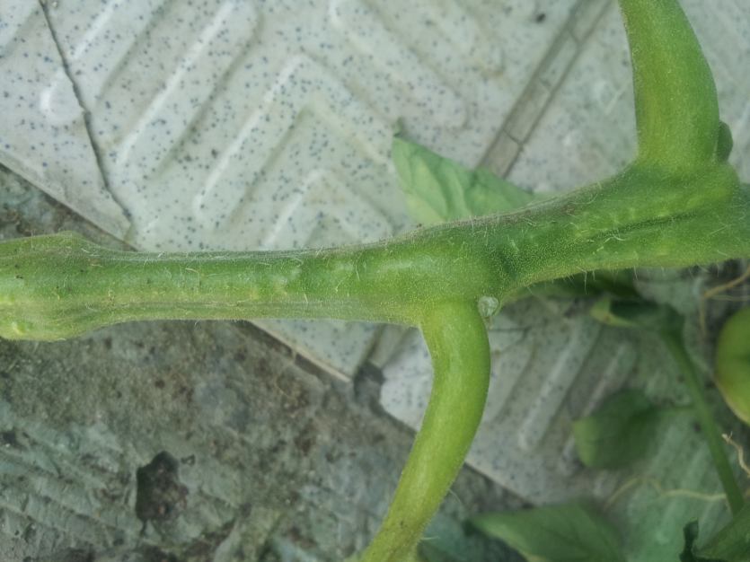 지제부 부분 돌기 생김