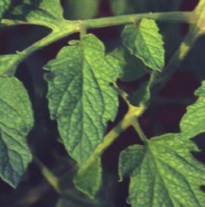 잎의 그물 무늬 증상