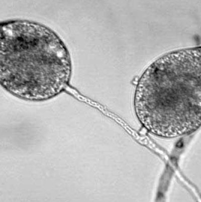 병원균(P. cactorum)