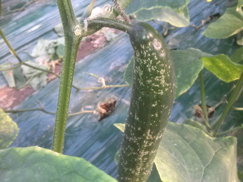 과실 얼룩 증상(2)