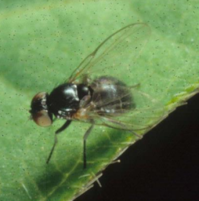 콩줄기굴파리 성충