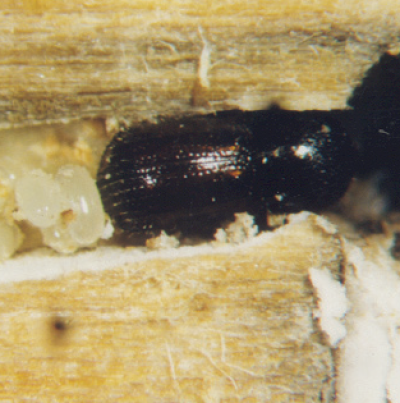 오리나무좀 성충과 알