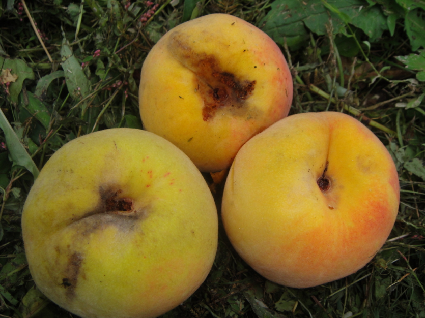  과실 밖으로 배설물 배출 및 피해과실