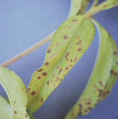 잎의 황백화 및 갈색반점