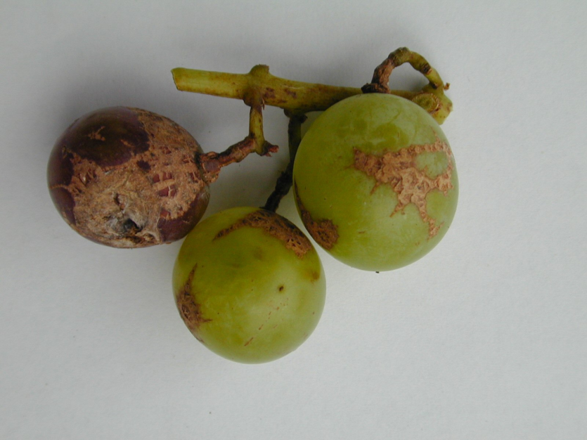 총채벌레 피해과(동녹증상)