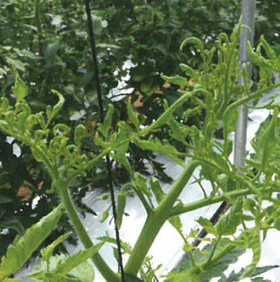 CMV 잎의 병징(고사리잎) 