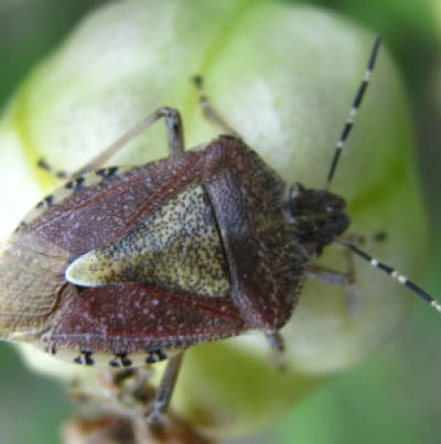   알락수염노린재