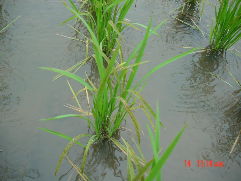 쇠녹반점현상(심한 경우)