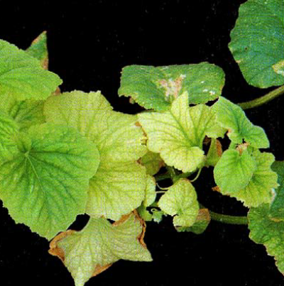 잎에 나타난 증상