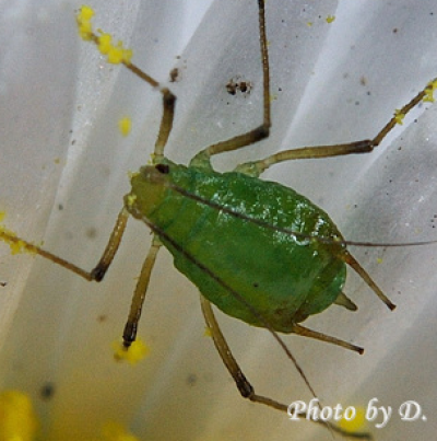 싸리수염진딧물 무시충 녹색