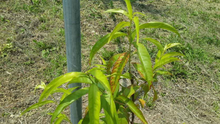 잎의 황백화 및 갈색반점