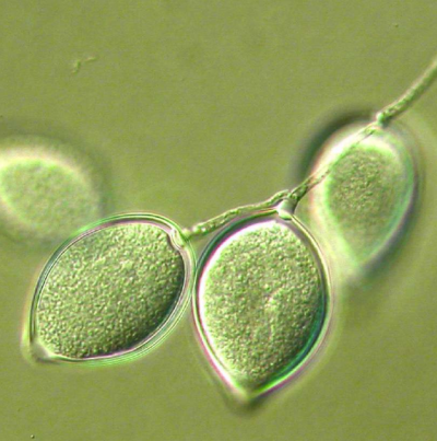 병원균(유주자낭)