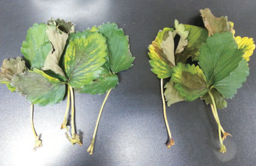 수경재배 시 잦은 엽면시비 후 증상