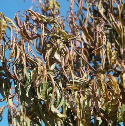 생육부진 및 잎의 기형