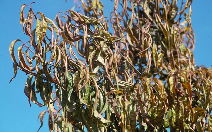 생육부진 및 잎의 기형