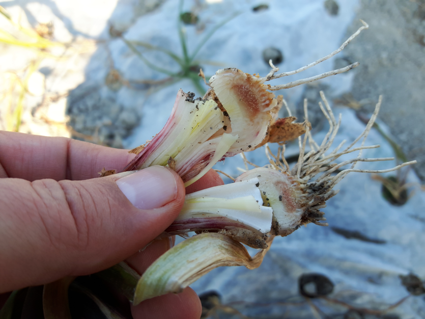 뿌리 부위 갈변