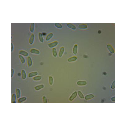 병원균(분생포자)
