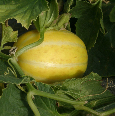 수분 부족 등에 따른 갈색반점