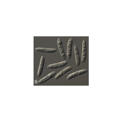 병원균(분생포자)