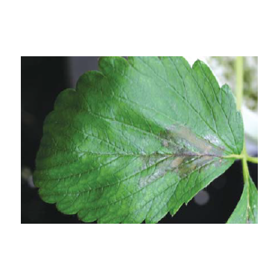 (매향, 설향) 초기 엽신 부위 검은색 반점