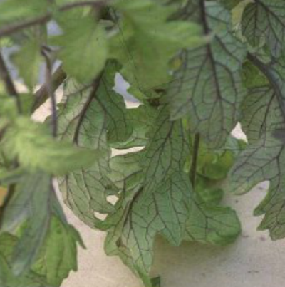 잎 뒷면 잎맥 암적색으로 뚜렷