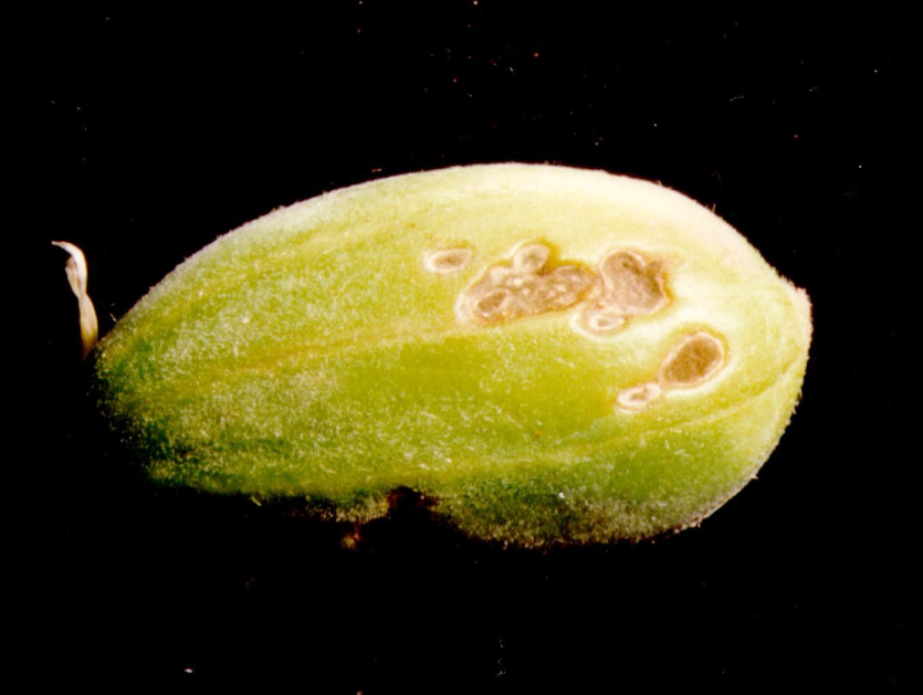 과실의 병징(흑녹색 곰팡이)