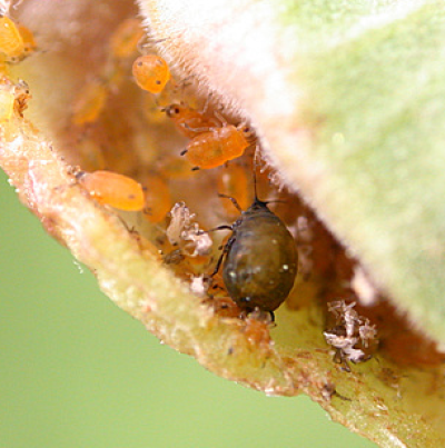 무시 성충과 약충