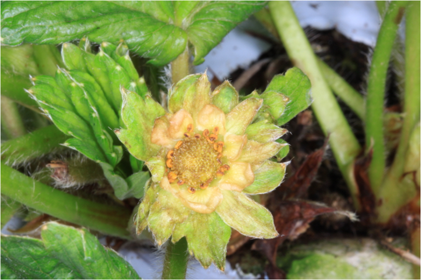 꽃 피해(과실발달 불가)