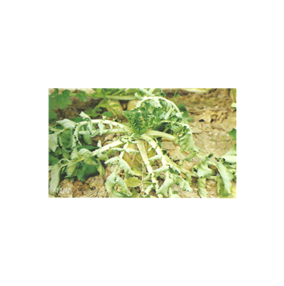 잎의 증상(지상부)