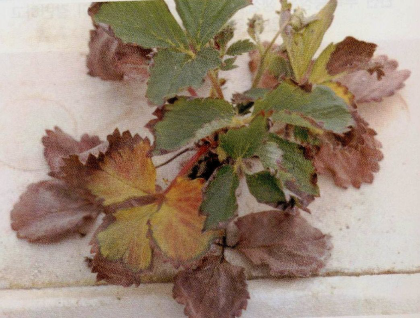   노엽 자주색 변색 