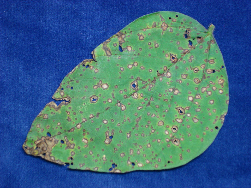잎의 병반면적율 (23%)