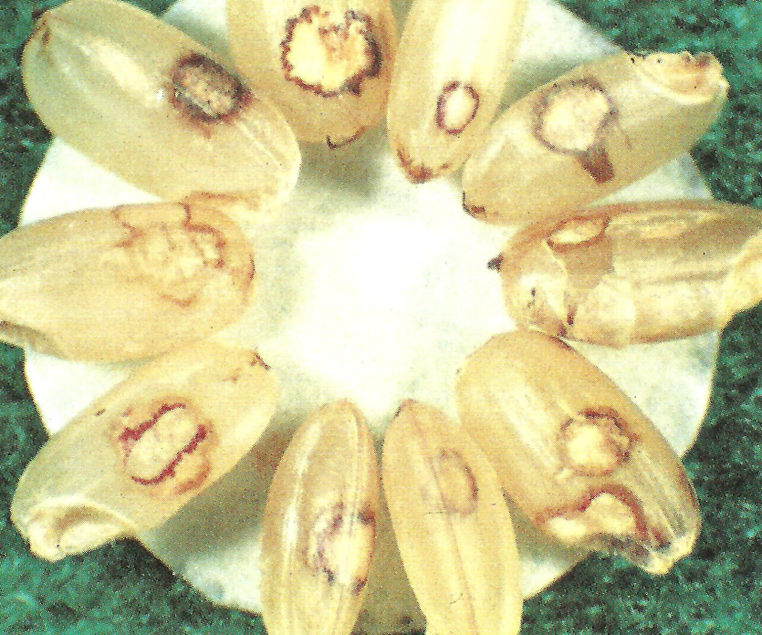 노린재류에 의한 반점미