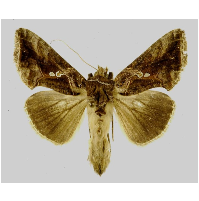 콩은(금)무늬밤나방 성충