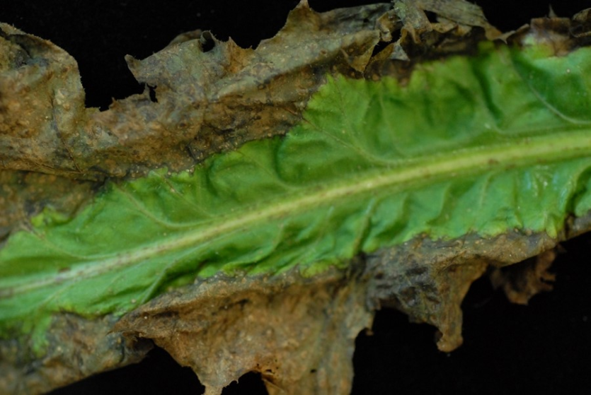 후기 잎끝 마름