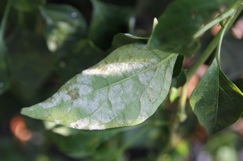  잎의 병징(뒷면)