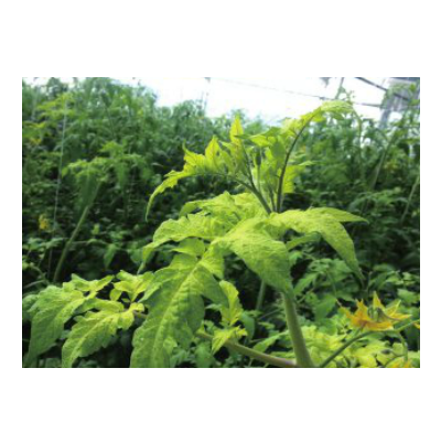 잎의 황화 증상