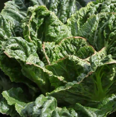 잎 끛 갈변 및 엽소(1)