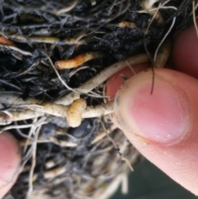 유충의 뿌리 가해