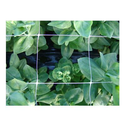 새순의 잎말림 증상